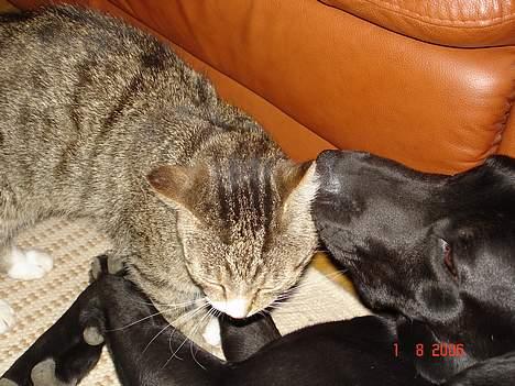 Labrador retriever Rollo - Rollo møsser vores gamle kat Mille billede 3