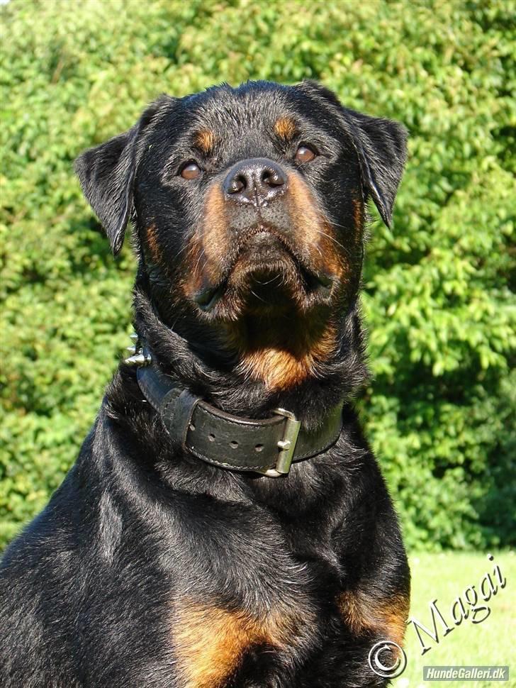 Rottweiler jack - her står jeg og tror jeg er kongen over marken :-) billede 1