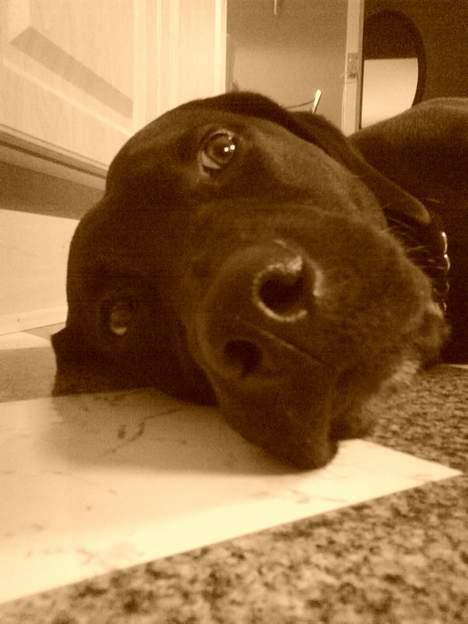 Labrador retriever Rollo - close up :D billede 4