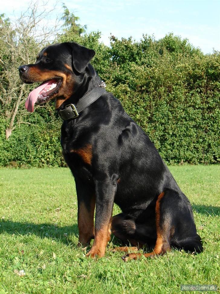Rottweiler jack - se min tunge :-) billede 2