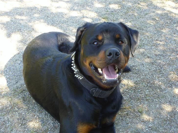 Rottweiler jack - skal jeg til at rejse mig :-) billede 4