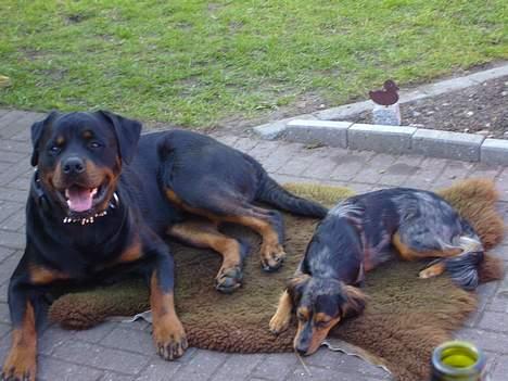 Rottweiler jack - tilde og jeg ligger og hygger  billede 6