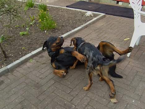 Rottweiler jack - jeg leger med tilde :-) billede 7