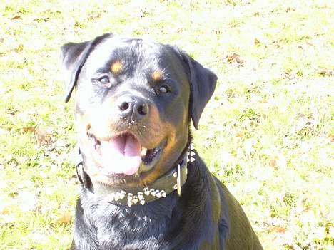Rottweiler jack billede 8