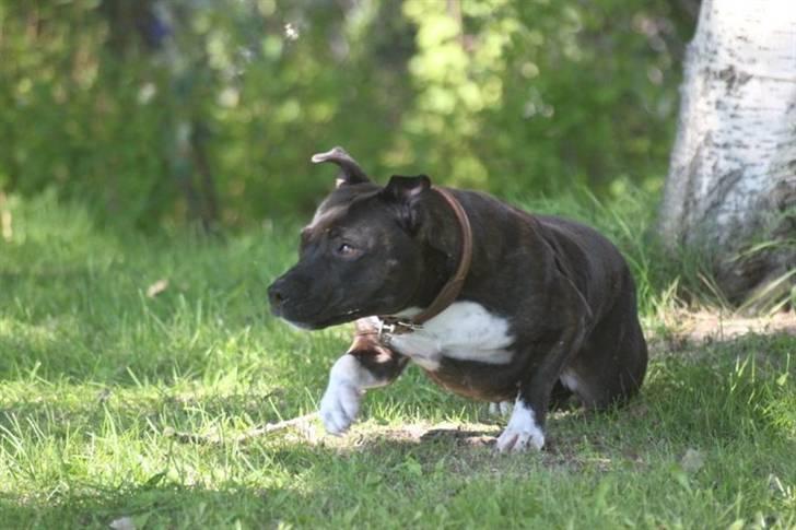 Staffordshire bull terrier Zizou - Klar, parat, START.... 6/9-10 billede 19