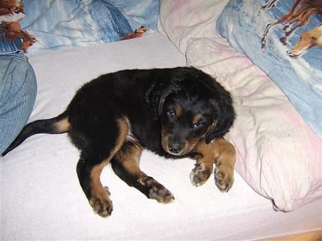 Blanding af racer nala billede 1