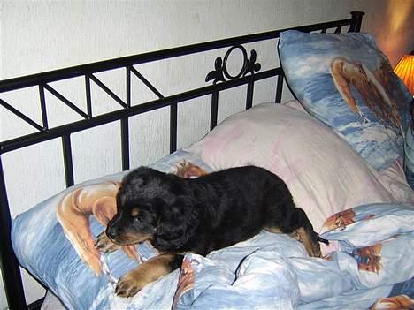 Blanding af racer nala billede 2