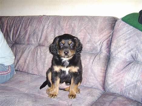 Blanding af racer nala billede 3