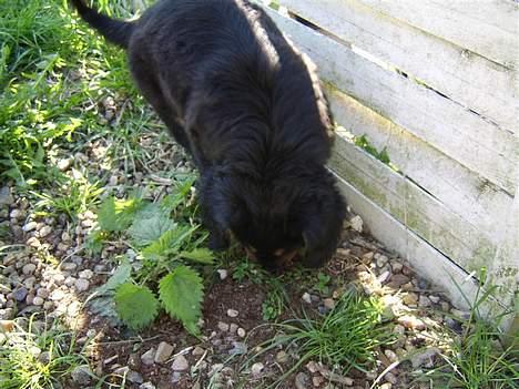 Blanding af racer nala - er lige på opdagelse  billede 4