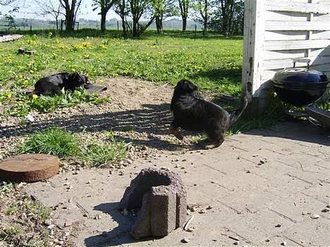 Blanding af racer nala - ska lige se hvem det er  billede 5