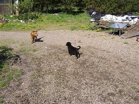 Blanding af racer nala - har lige besøg af min veninde fie (er også her på hunde galleri) billede 6