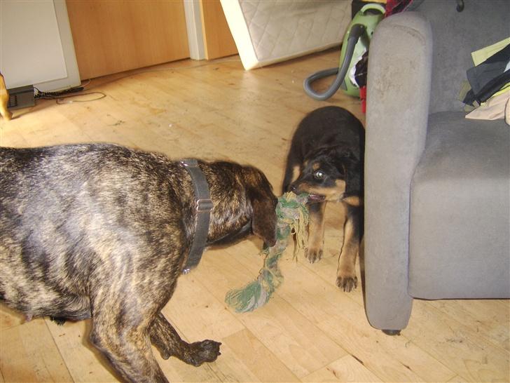 Blanding af racer nala billede 7