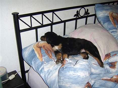 Blanding af racer nala billede 8