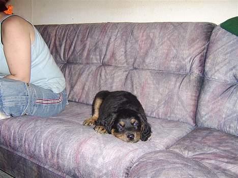 Blanding af racer nala billede 9