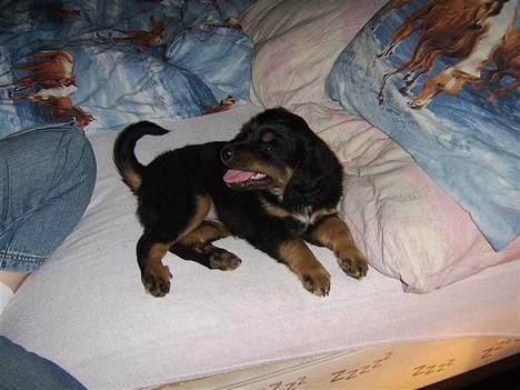 Blanding af racer nala billede 10