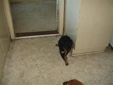 Blanding af racer nala billede 11