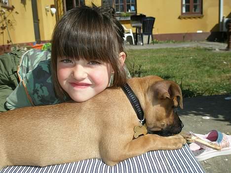 Staffordshire bull terrier Diamond. (Sniff) billede 16