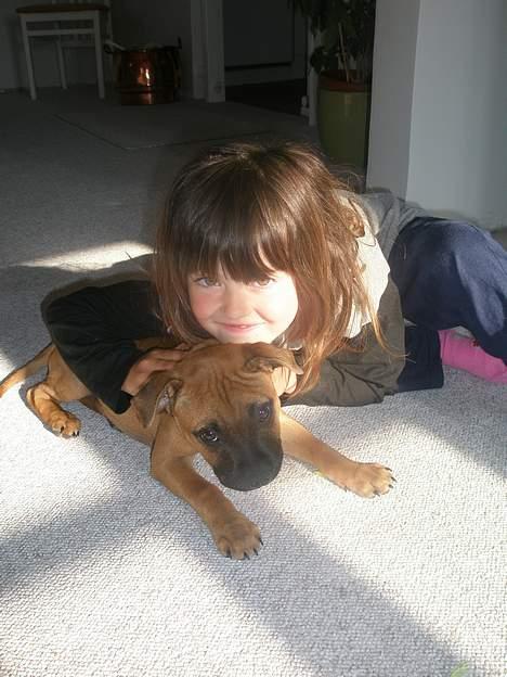 Staffordshire bull terrier Diamond. (Sniff) billede 17