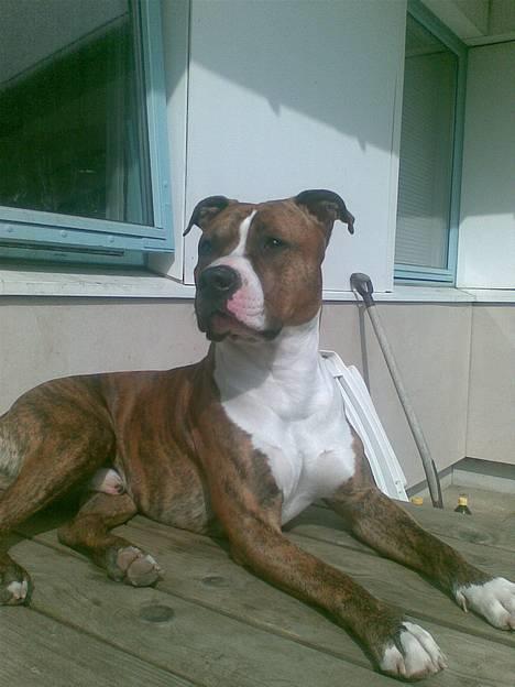 Blanding af racer Milo billede 17