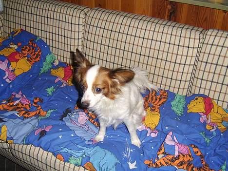 Papillon smut (rip) billede 1