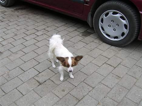 Papillon smut (rip) billede 2