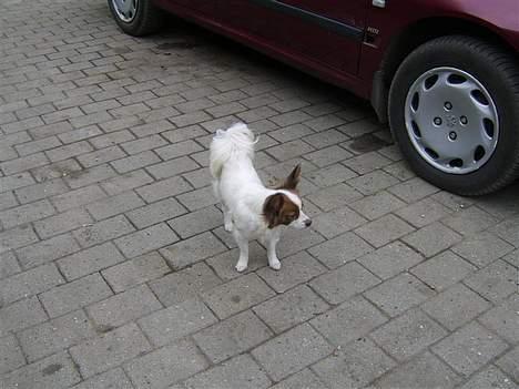 Papillon smut (rip) billede 3