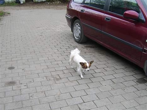 Papillon smut (rip) billede 4