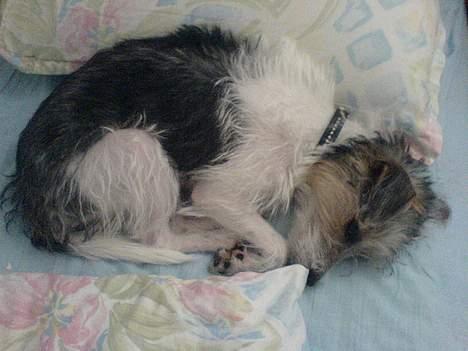 Parson russell terrier Freya - Dejlig blød seng billede 8