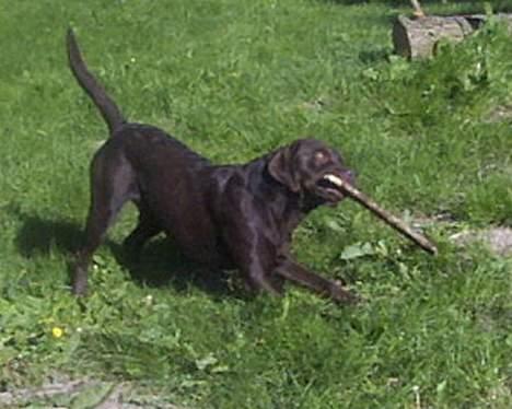 Labrador retriever Buster(væk s. 28/4-2007) - og mine pinde de er bare det aller bedste i verden billede 2