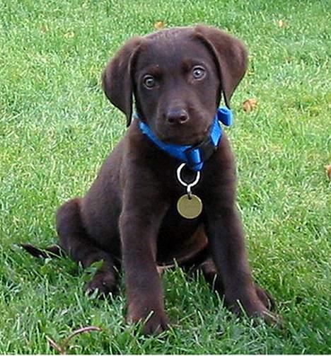 Labrador retriever Buster(væk s. 28/4-2007) - her er jeg 9 uger gammel og en rigtig charmetrold billede 3