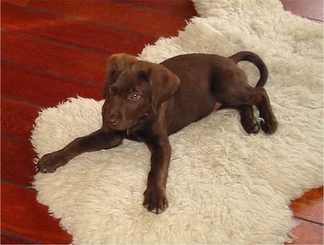 Labrador retriever Buster(væk s. 28/4-2007) - og et lækkert blødt lammeskind er jo heller ikke af vejen billede 4