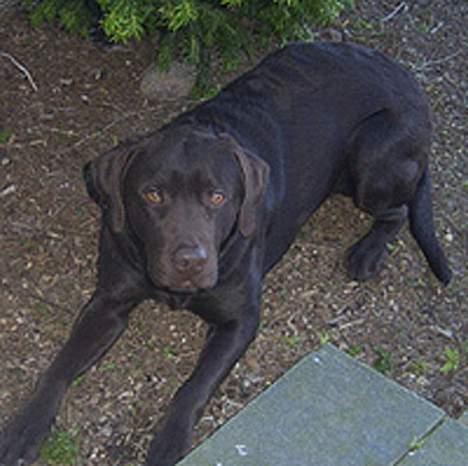 Labrador retriever Buster(væk s. 28/4-2007) - en skyggeplads en varm sommerdag herligt billede 5