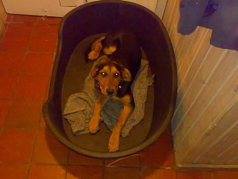 Blanding af racer Kemba - min plads billede 1