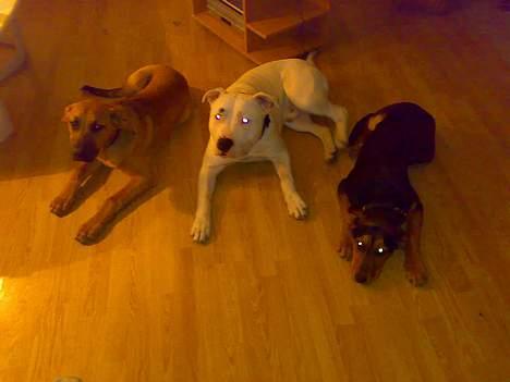 Blanding af racer Kemba - mit team billede 2