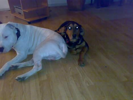 Blanding af racer Kemba - Ligger trygt bag storebrors Rickos numse billede 3