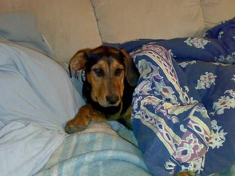 Blanding af racer Kemba - hvor blev mor af!!! billede 6