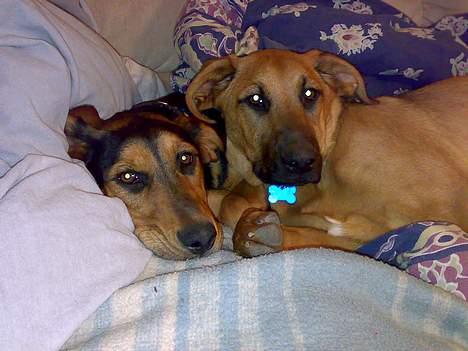 Blanding af racer Kemba - Heldigvis nu er bror Bamse her billede 7