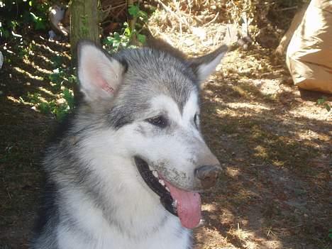 Alaskan malamute Unavoq's Dakotah Akiak billede 11