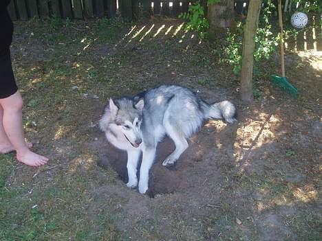 Alaskan malamute Unavoq's Dakotah Akiak billede 12