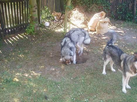 Alaskan malamute Unavoq's Dakotah Akiak billede 13