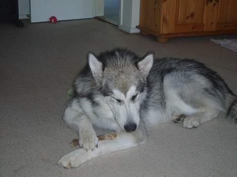 Alaskan malamute Unavoq's Dakotah Akiak billede 14