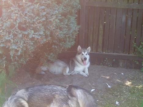 Alaskan malamute Unavoq's Dakotah Akiak billede 15