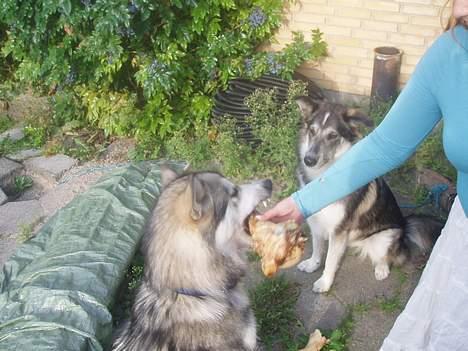 Alaskan malamute Unavoq's Dakotah Akiak billede 16