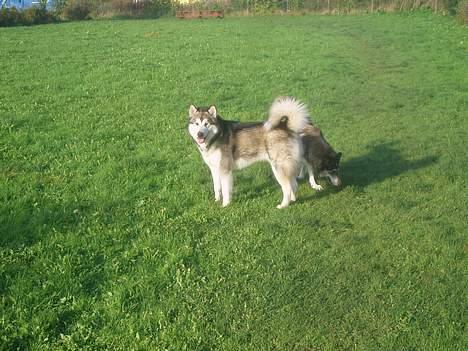 Alaskan malamute Unavoq's Dakotah Akiak billede 17