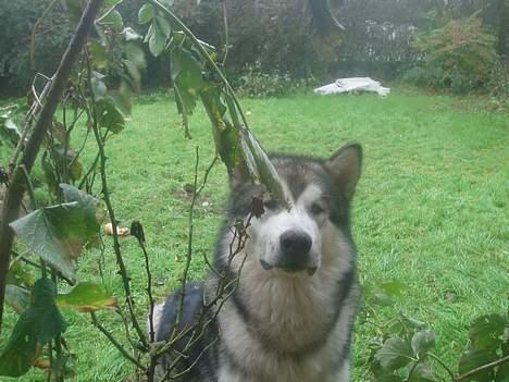 Alaskan malamute Unavoq's Dakotah Akiak billede 18