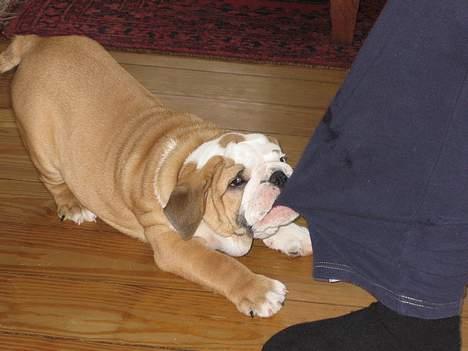 Engelsk bulldog Gordon - En god ven mere Christian min menneske bror han´s bukser elsker jeg at bide i, kan godt få dem helt af..hmm billede 5