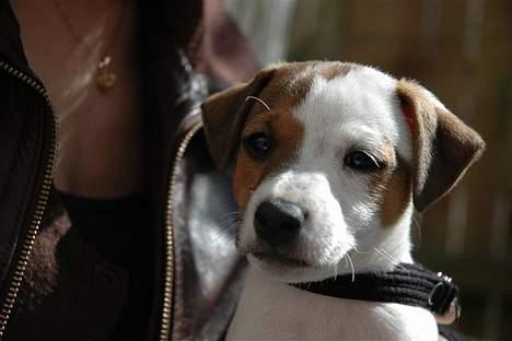 Jack russell terrier Felix billede 5