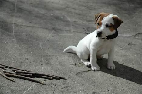 Jack russell terrier Felix billede 6