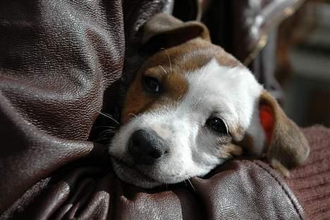 Jack russell terrier Felix billede 7