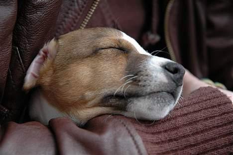 Jack russell terrier Felix billede 8